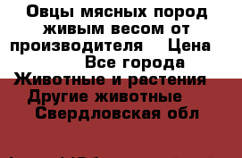 Овцы мясных пород живым весом от производителя. › Цена ­ 110 - Все города Животные и растения » Другие животные   . Свердловская обл.